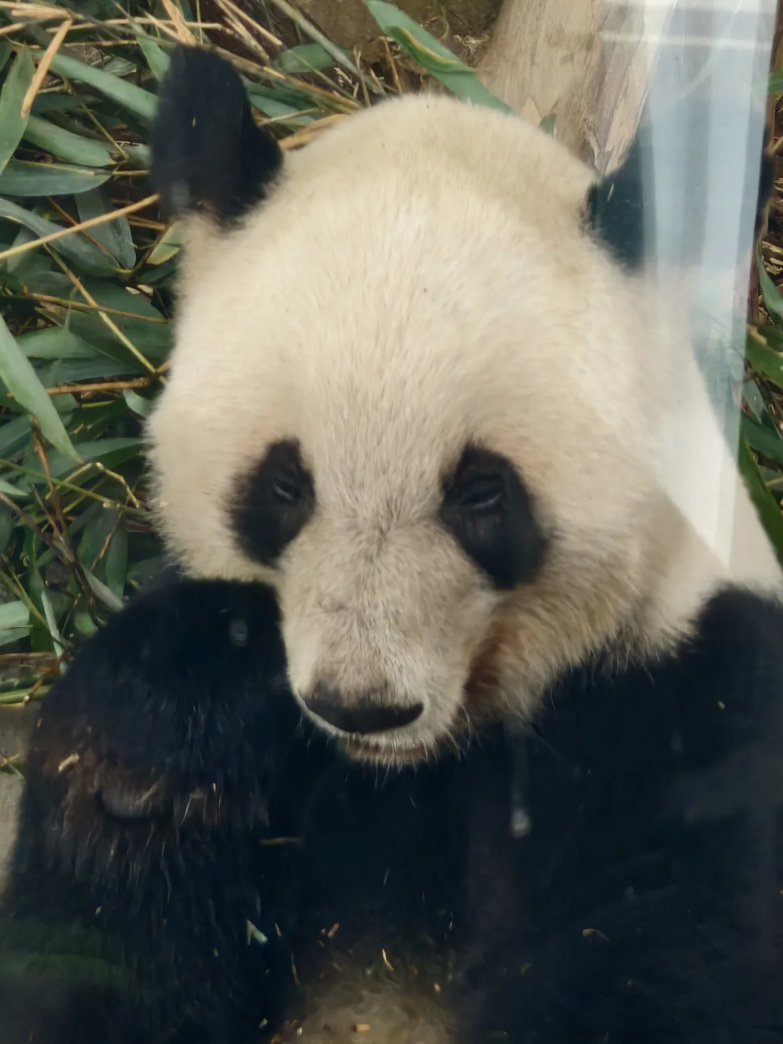 Giant panda close to bamboo behind a reflective viewing barrier